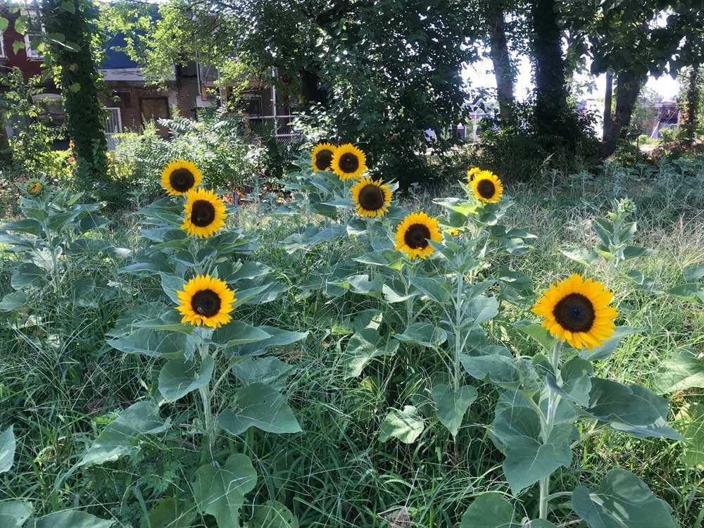 Sunflower garden